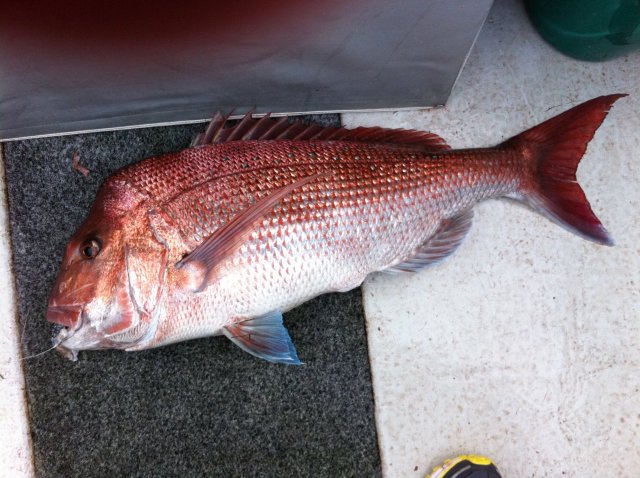 todays snapper 29th may